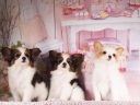 パピヨン1-5