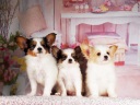 パピヨン1-4