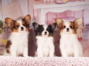 パピヨン1-5