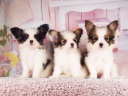 パピヨン1-4