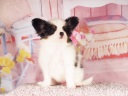 パピヨン2-4