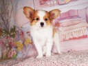 パピヨン2-5