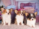 パピヨン1-4