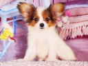 パピヨン2-1