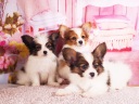 パピヨン1-3
