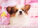 パピヨン3-4