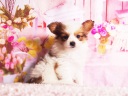 パピヨン3-5