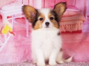 パピヨン2-1