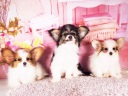 パピヨン1-4