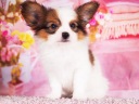 パピヨン3-5