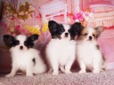 パピヨン1-3