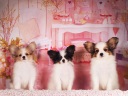 パピヨン1-5