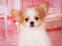 パピヨン3-3