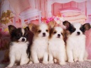 パピヨン1-4