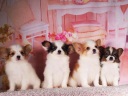 パピヨン1-5